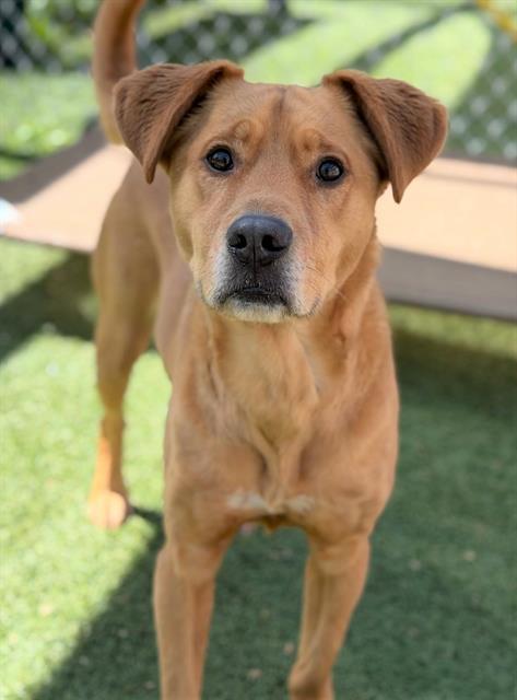 BUTTER BALL, Adoptable, Adult Male Mixed Breed.