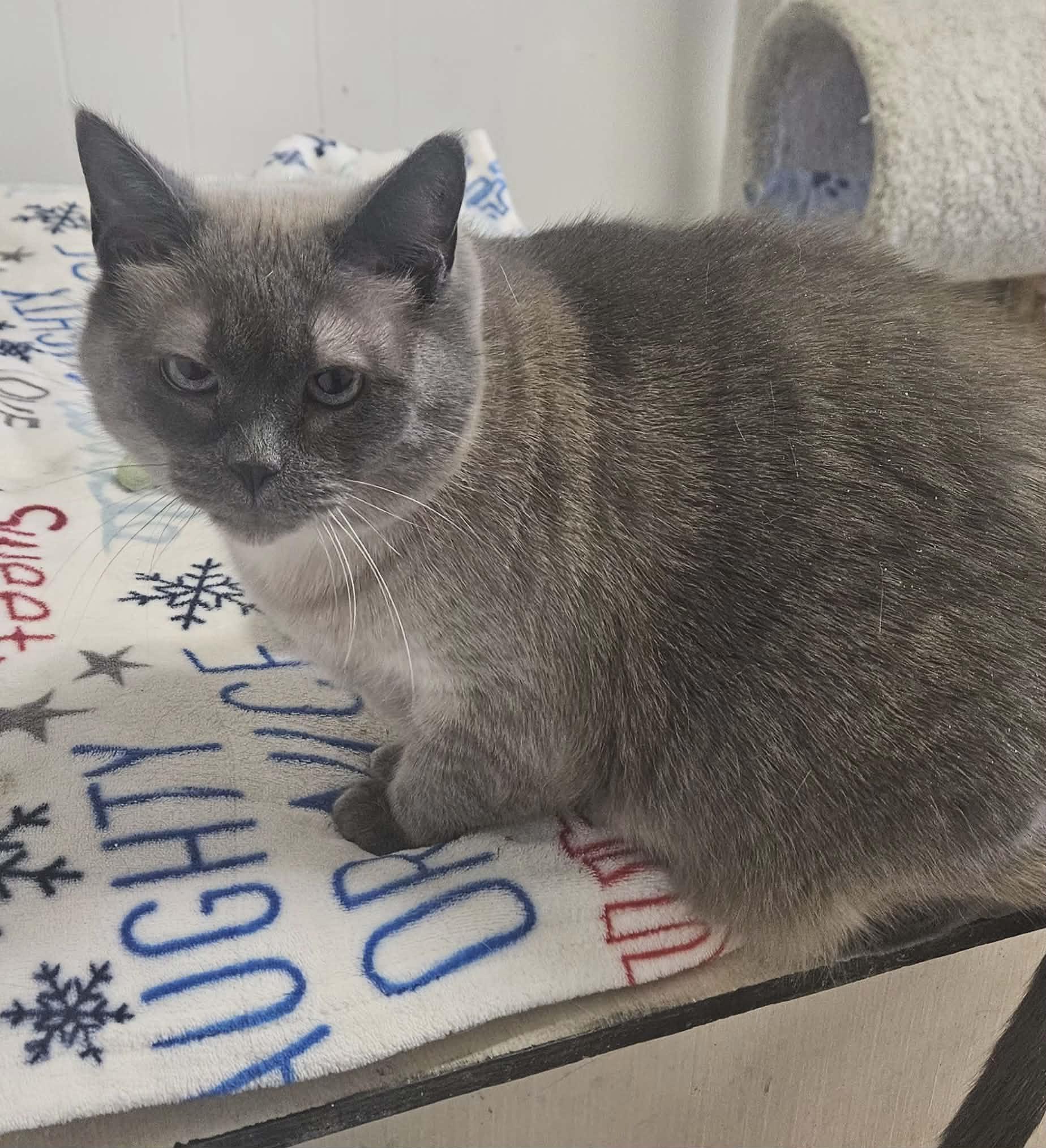 Scarlett, a Adoptable Domestic Short Hair in Wapakoneta, OH image 2/4