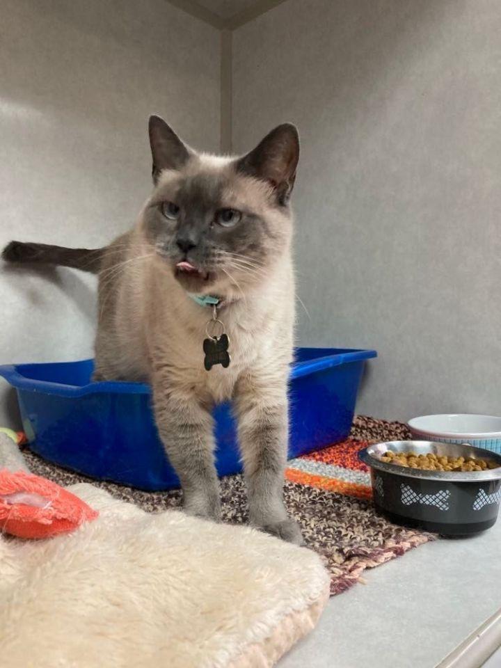 Scarlett, a Adoptable Domestic Short Hair in Wapakoneta, OH image 4/4