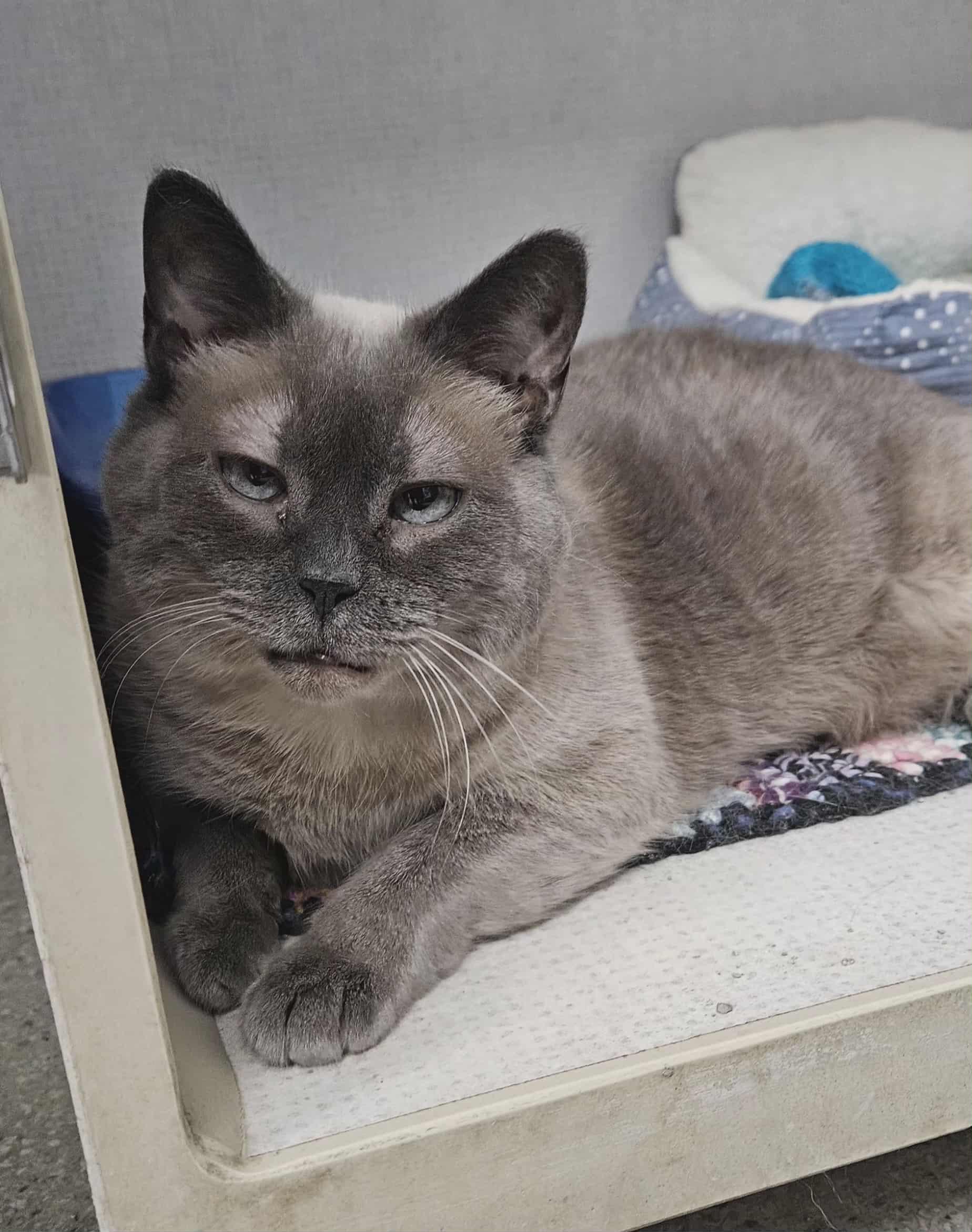 Enlarge Scarlett, a Adoptable Domestic Short Hair in Wapakoneta, OH image 1/1