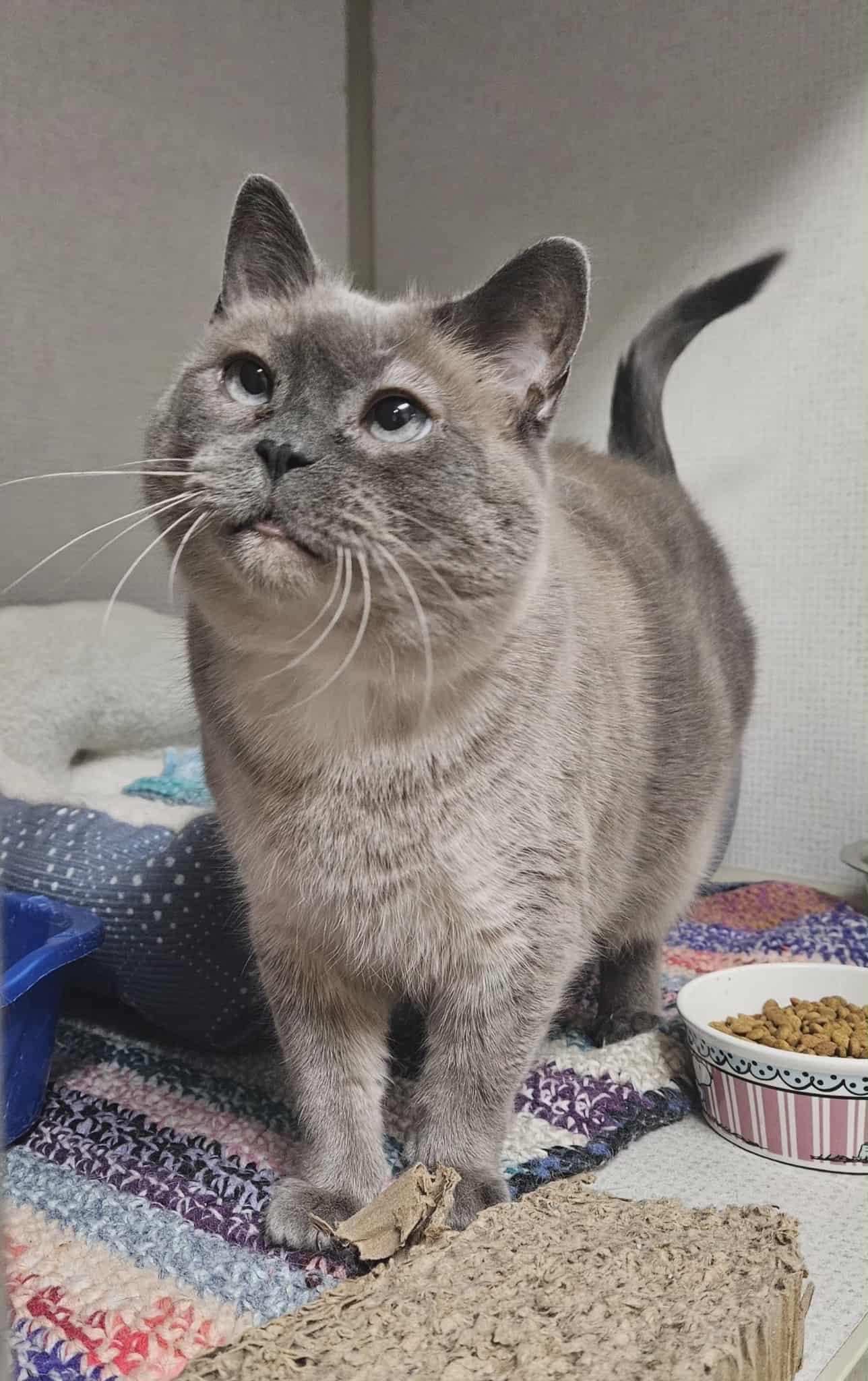 Scarlett, a Adoptable Domestic Short Hair in Wapakoneta, OH image 3/4