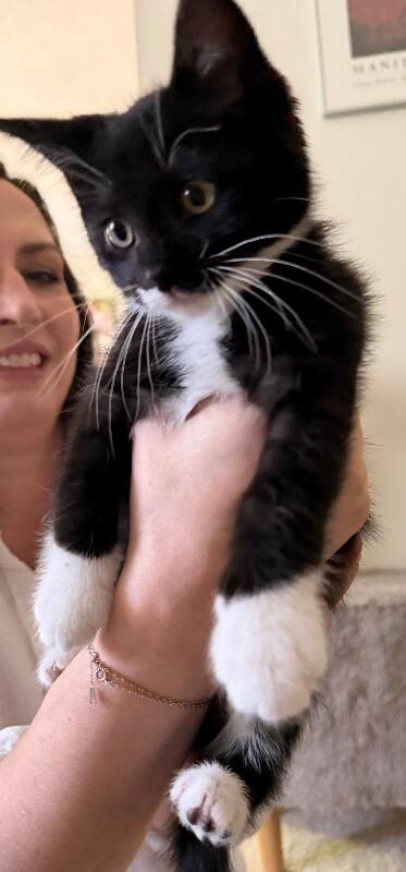 Warbler, a Adoptable Domestic Medium Hair in Grand Rapids, MI image 3/3