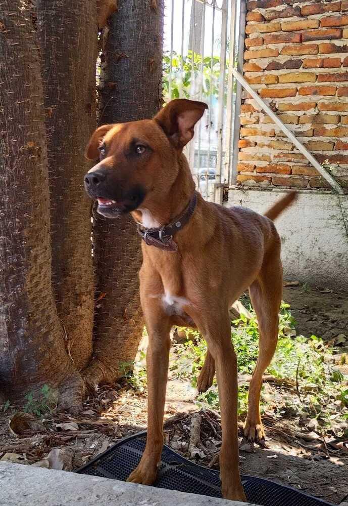 CHARLIE, Adoptable, Young Male Labrador Retriever.