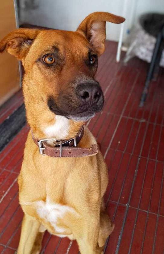 Enlarge CHARLIE, a Adoptable mixed breed in Langley, BC image 2/4