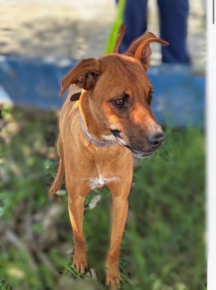 CHARLIE, Adoptable, Young Male Labrador Retriever.