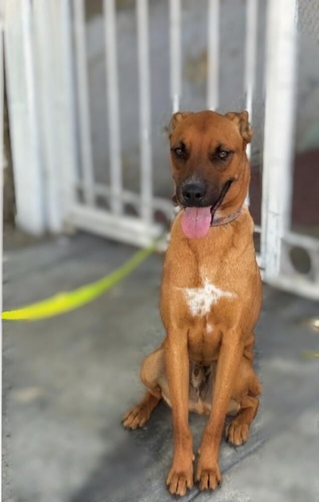 Enlarge CHARLIE, a Adoptable mixed breed in Langley, BC image 3/6