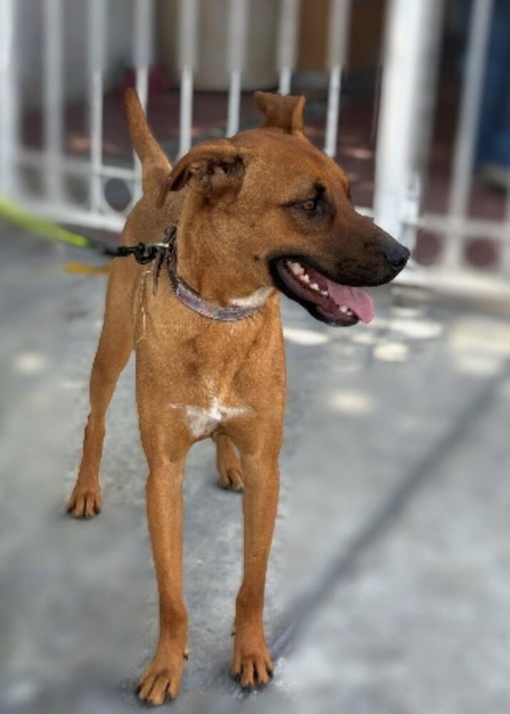 CHARLIE, Adoptable, Young Male Labrador Retriever.