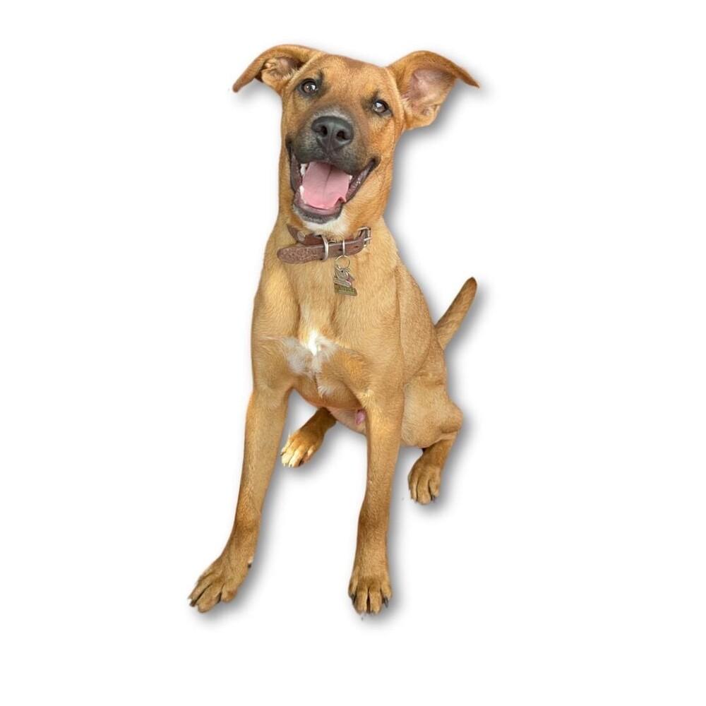 Enlarge CHARLIE, a Adoptable mixed breed in Langley, BC image 5/6