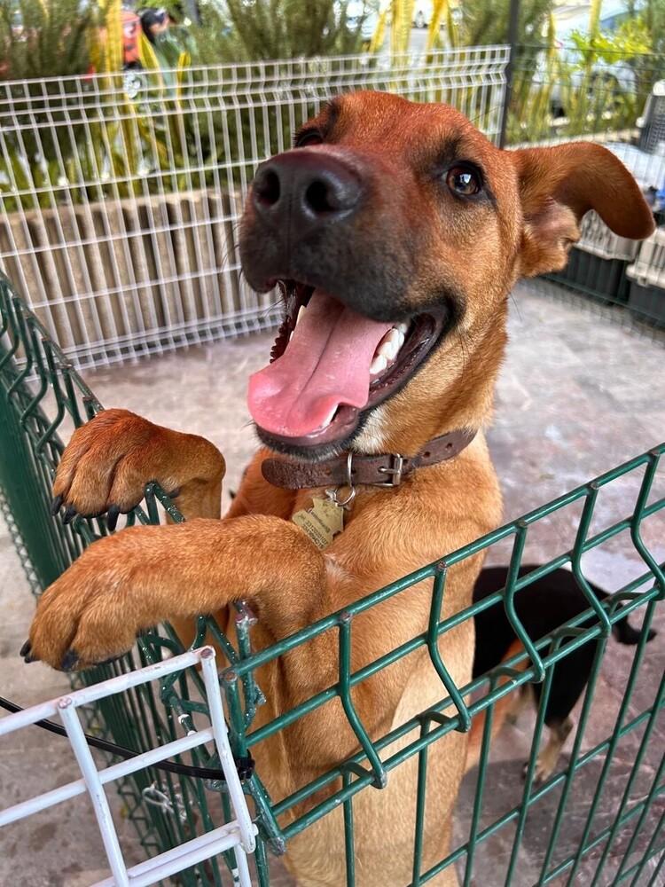 Enlarge CHARLIE, a Adoptable mixed breed in Langley, BC image 6/6