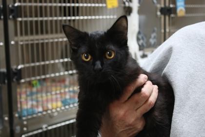 Enlarge Lester, a Adoptable mixed breed in Brunswick, GA image 1/1