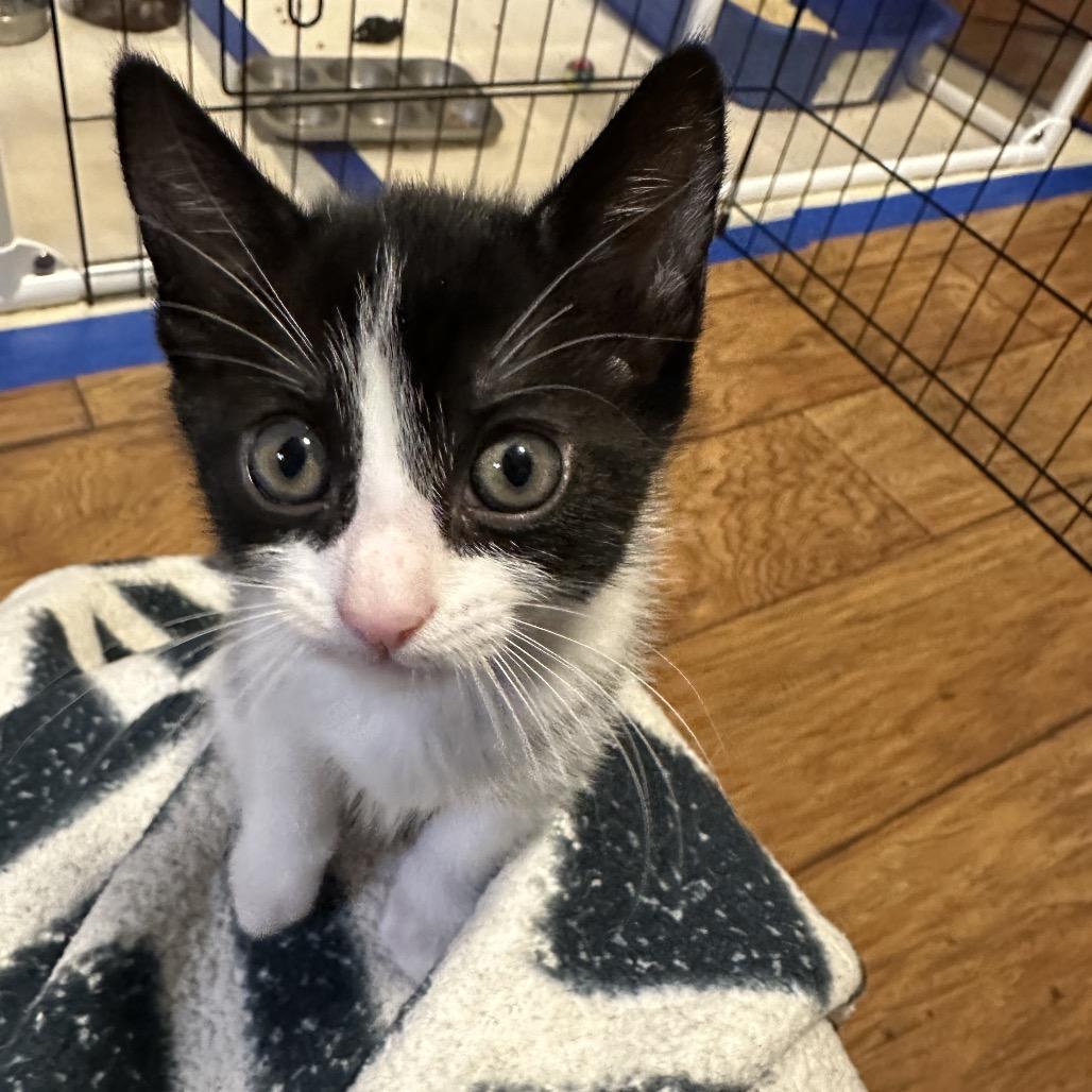 Bow Tie, Adoptable, Kitten Female Domestic Short Hair.