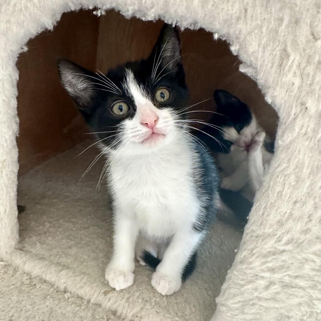 Bow Tie, a Adoptable Domestic Short Hair in Escondido, CA image 2/6