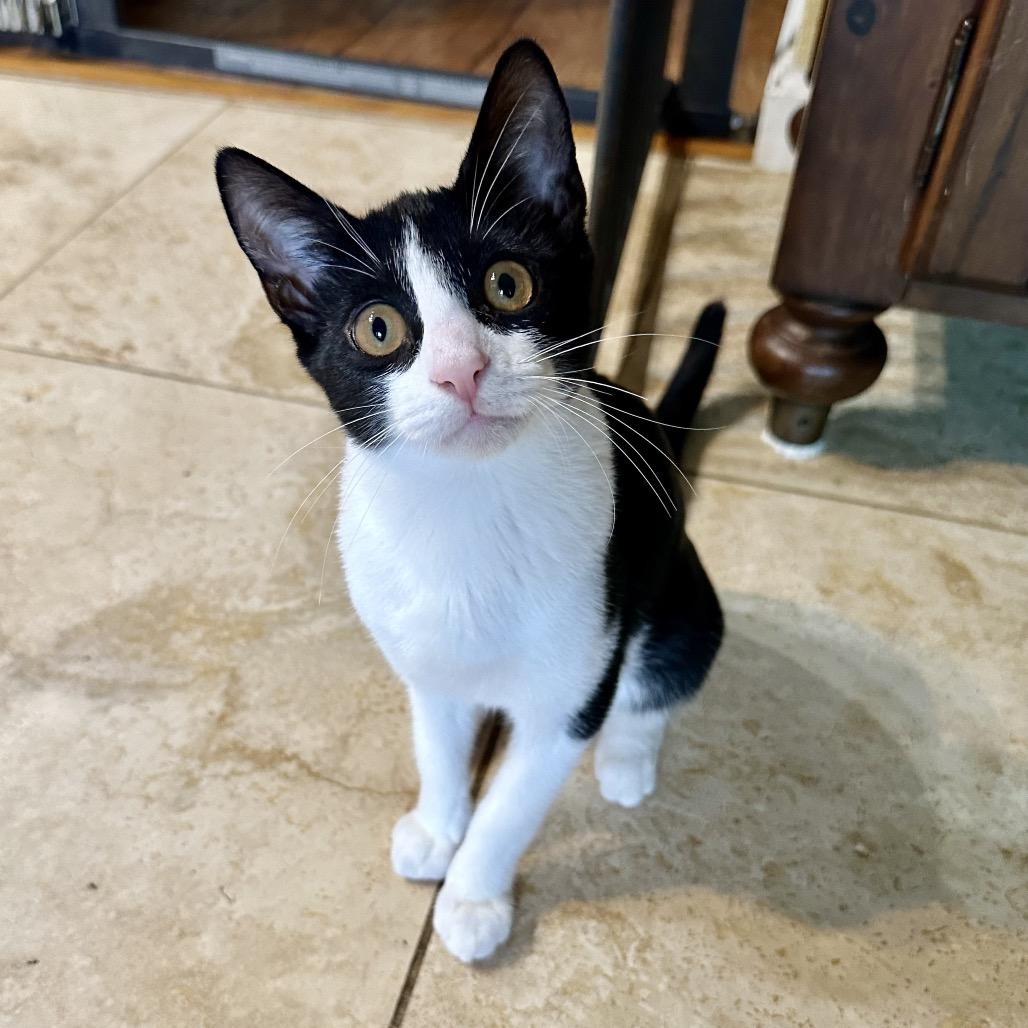 Bow Tie, a Adoptable Domestic Short Hair in Escondido, CA image 4/6