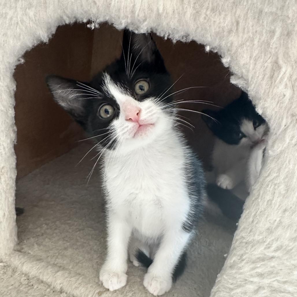 Bow Tie, a Adoptable Domestic Short Hair in Escondido, CA image 5/6