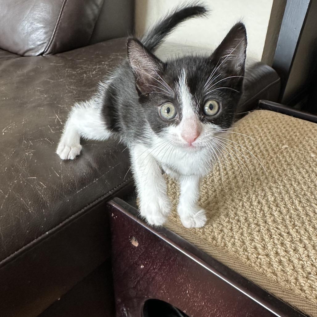 Bow Tie, a Adoptable Domestic Short Hair in Escondido, CA image 6/6