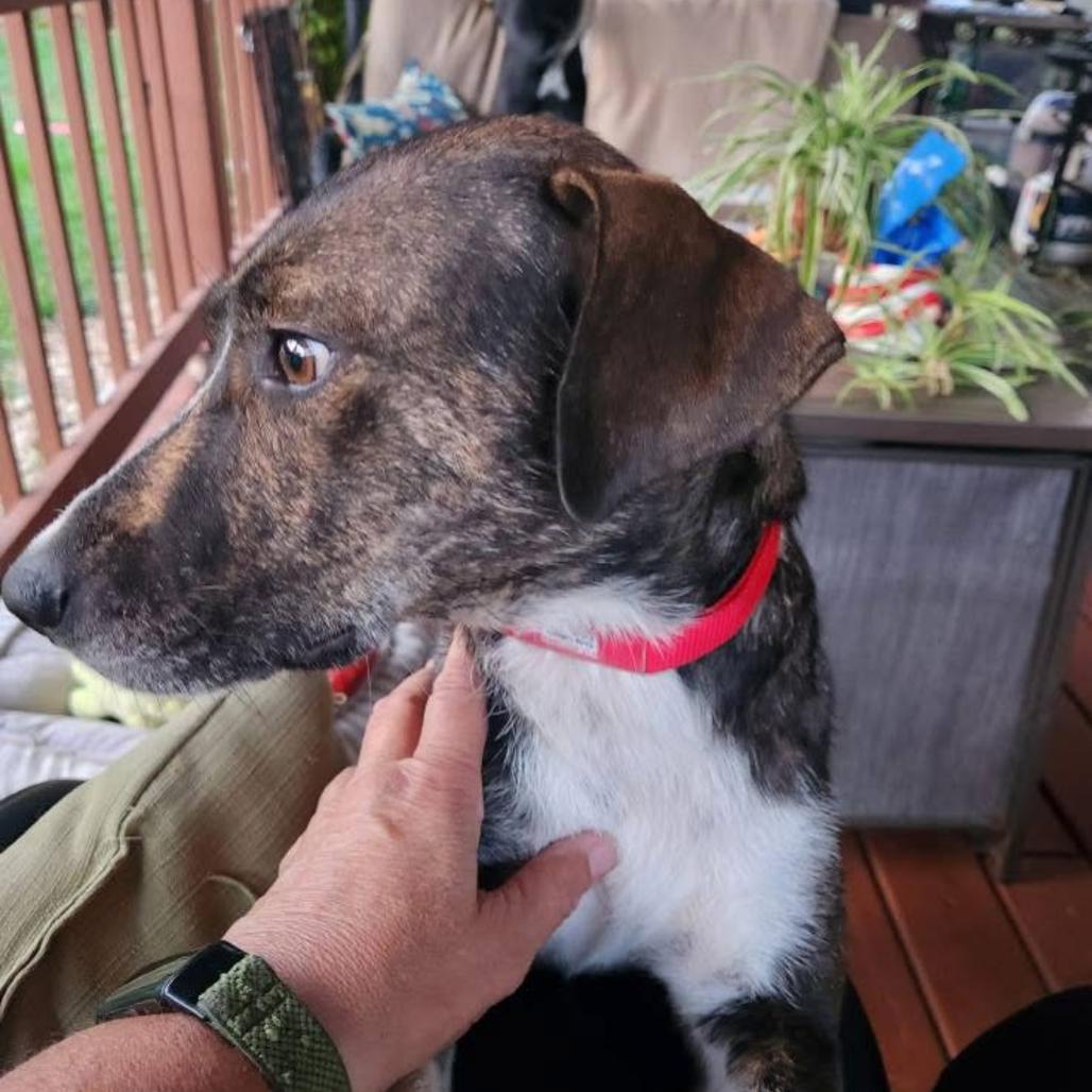 Autumn, Adoptable, Adult Female Hound & Mixed Breed.