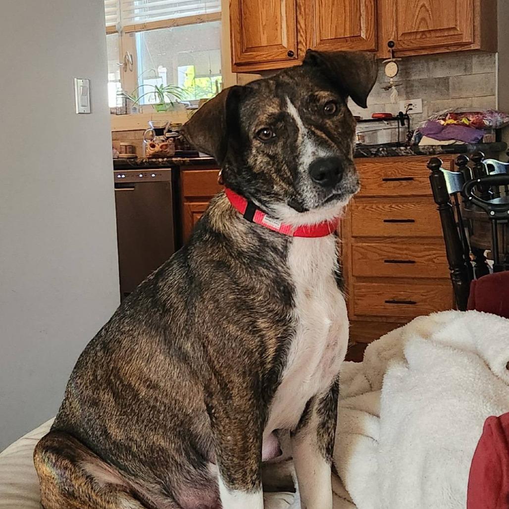 Enlarge Autumn, a Adoptable mixed breed in Joliet, IL image 2/2