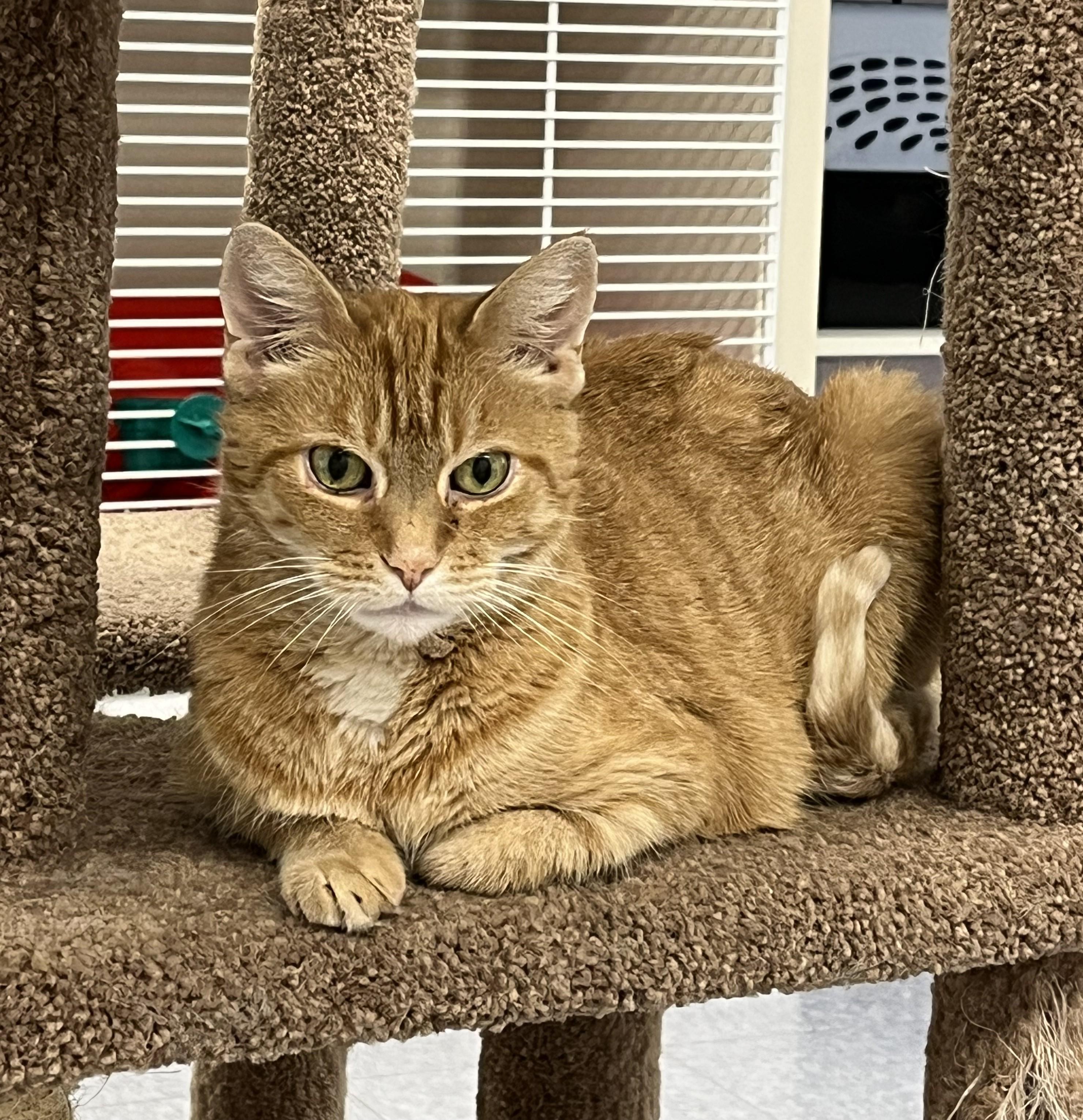 Calypso, adoptable, Young Female Domestic Short Hair.