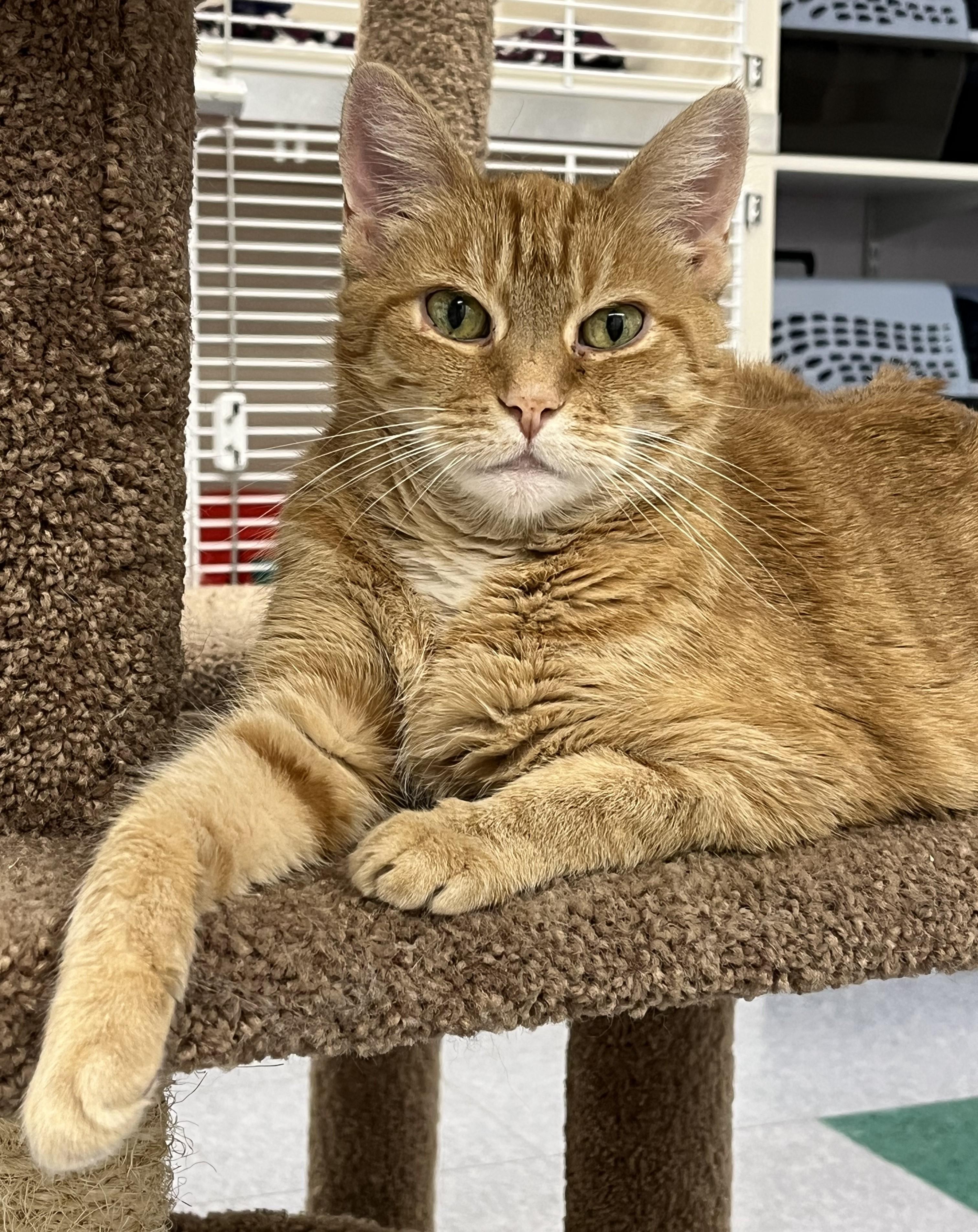 Enlarge Calypso, an adoptable Domestic Short Hair in Harrison, NY image 3/4