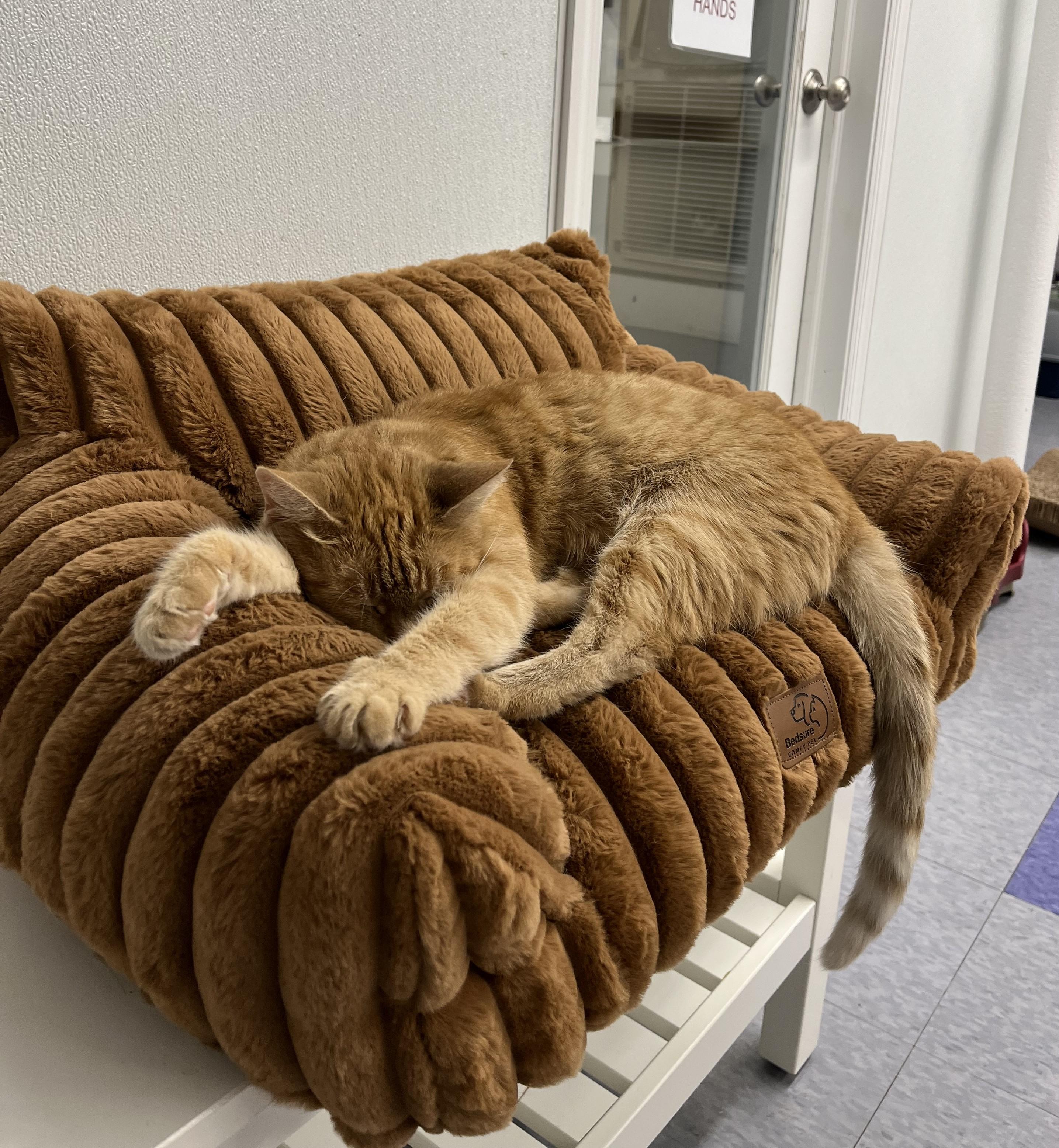 Enlarge Calypso, an adoptable Domestic Short Hair in Harrison, NY image 4/4