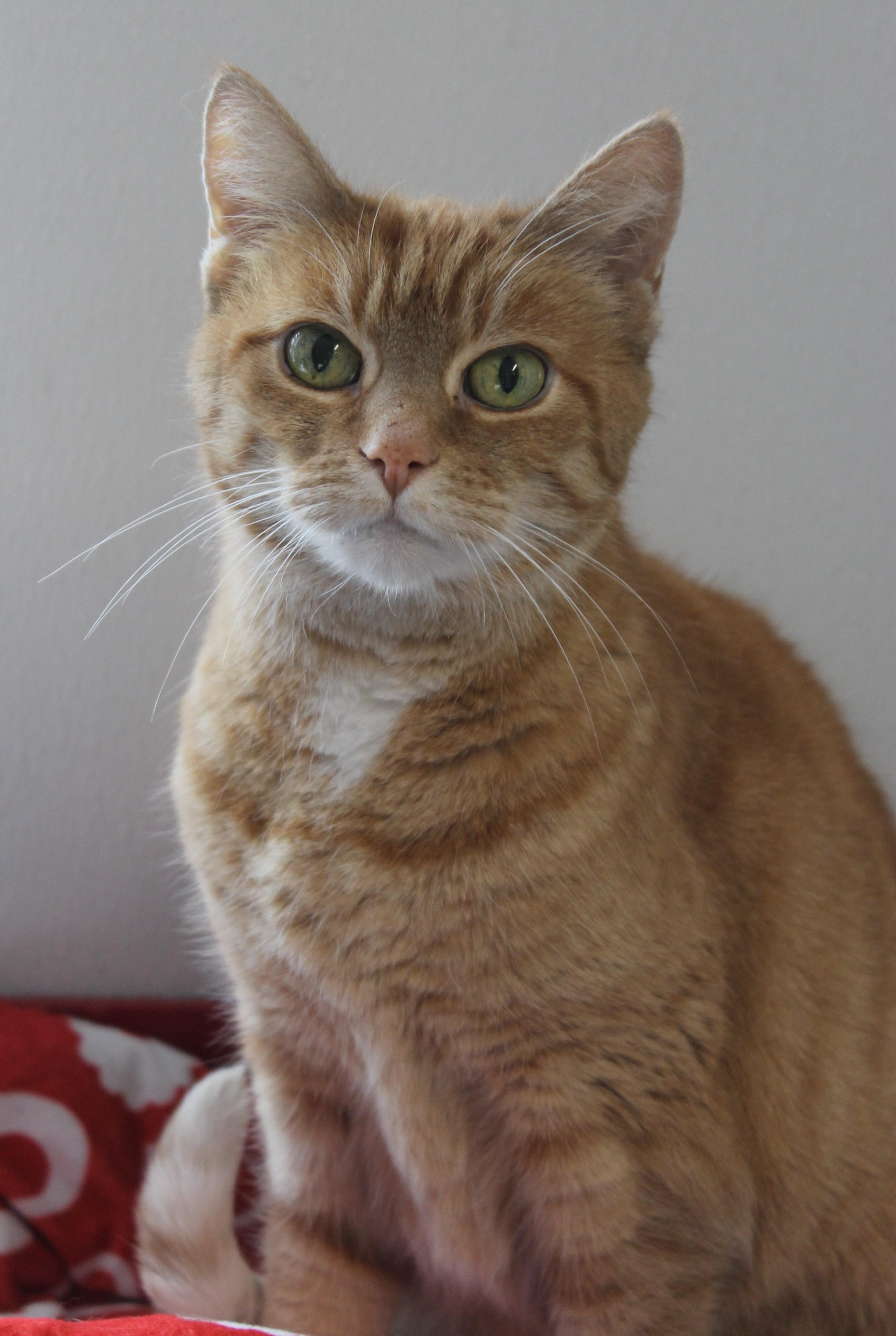 Calypso, adoptable, Young Female Domestic Short Hair.