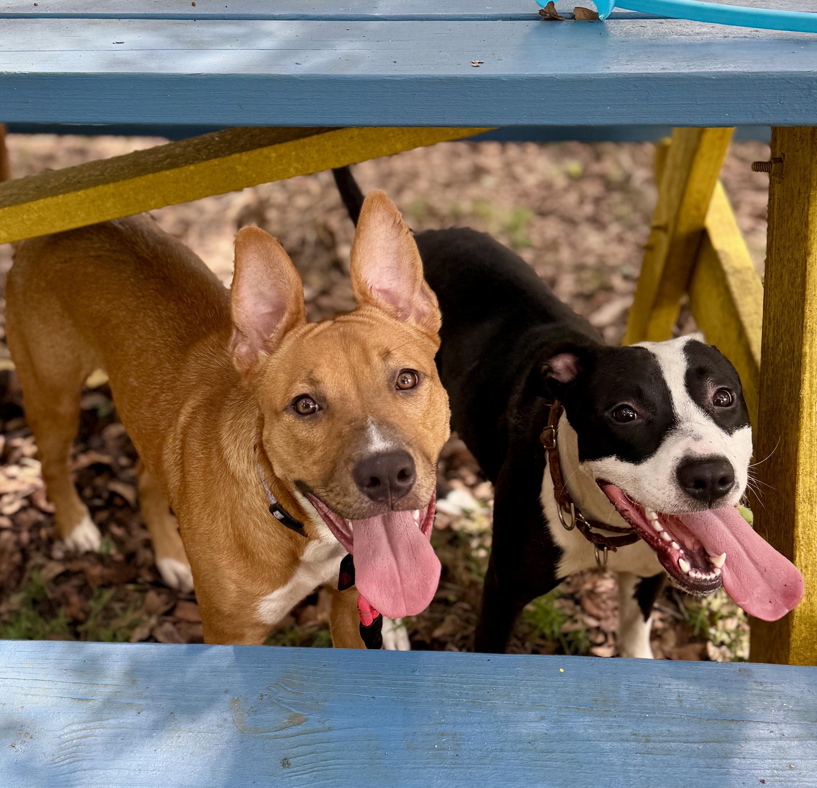 Queen Latifah, a ADOPTABLE mixed breed in Deltona, FL image 2/6