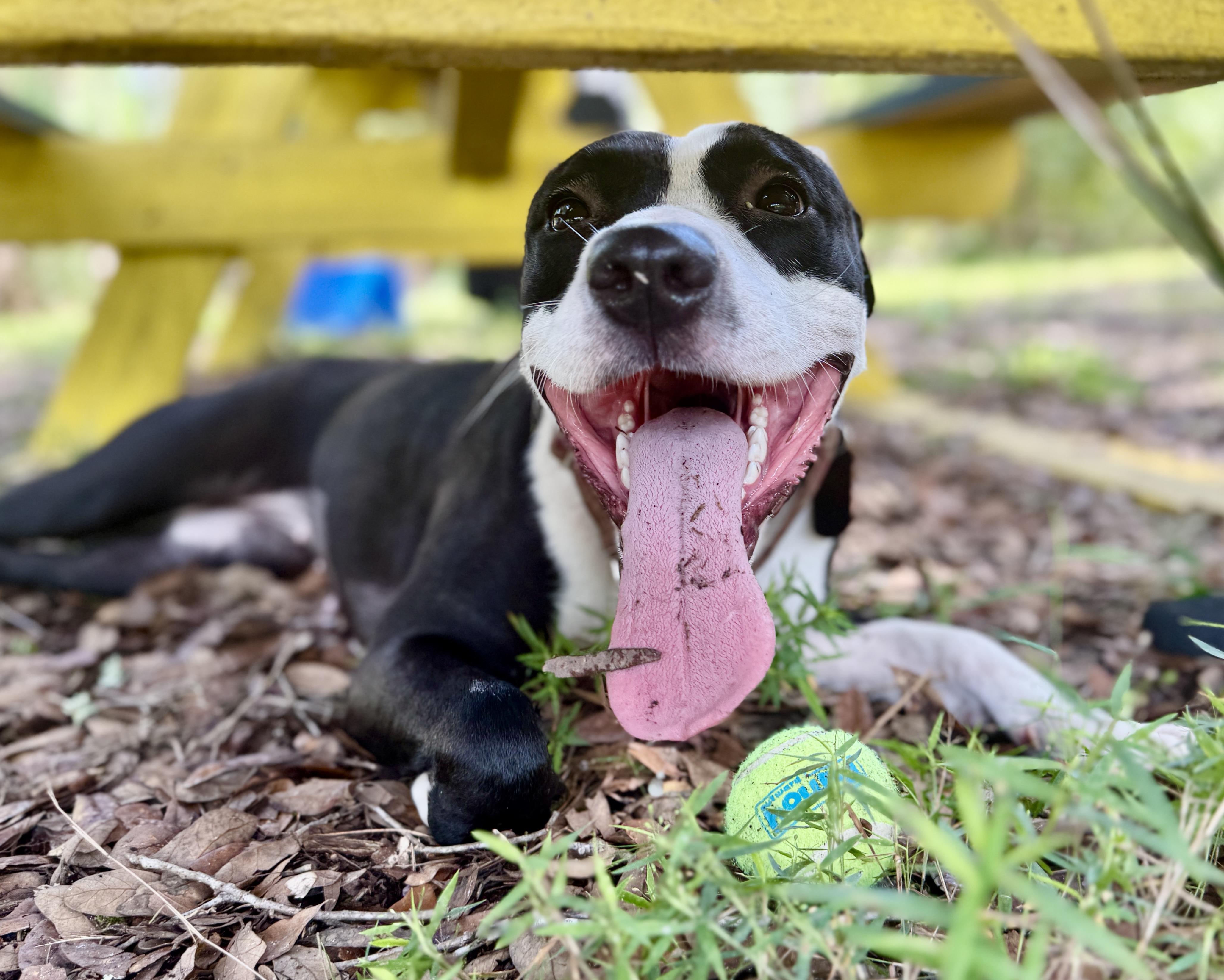 Queen Latifah, a ADOPTABLE mixed breed in Deltona, FL image 3/6