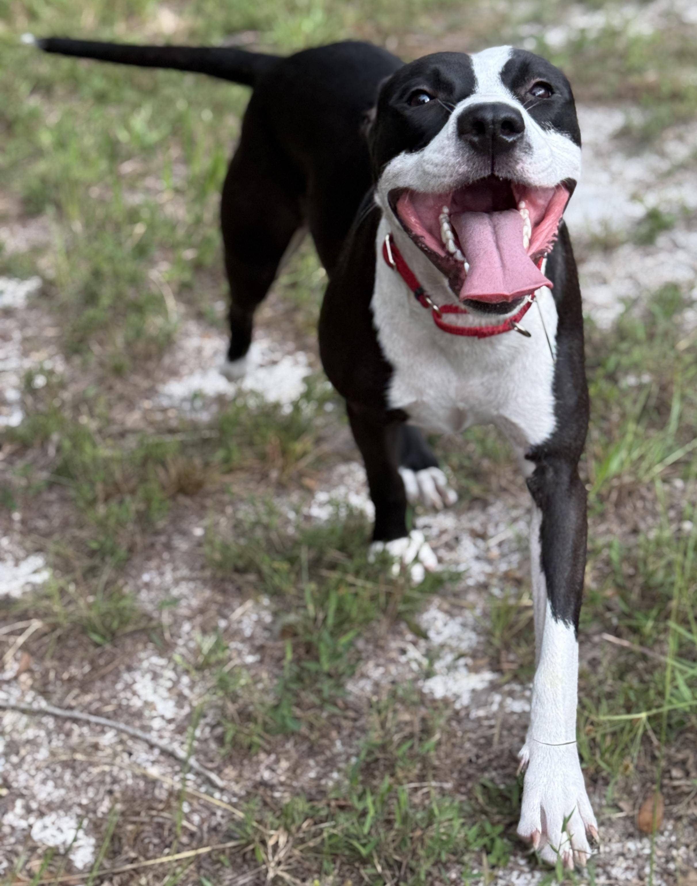 Enlarge Queen Latifah, a Adoptable mixed breed in Deltona, FL image 5/6