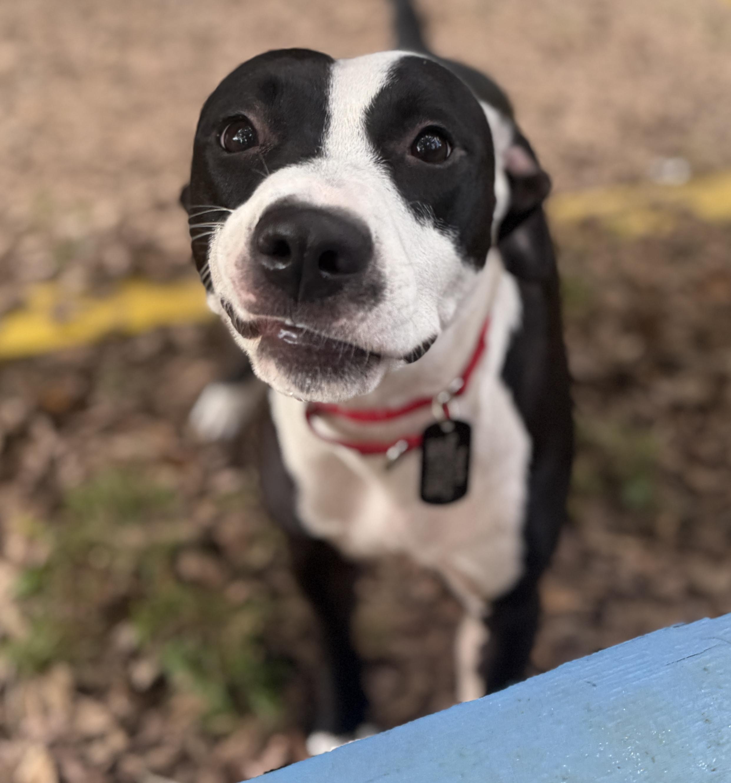 Enlarge Queen Latifah, a Adoptable mixed breed in Deltona, FL image 3/6