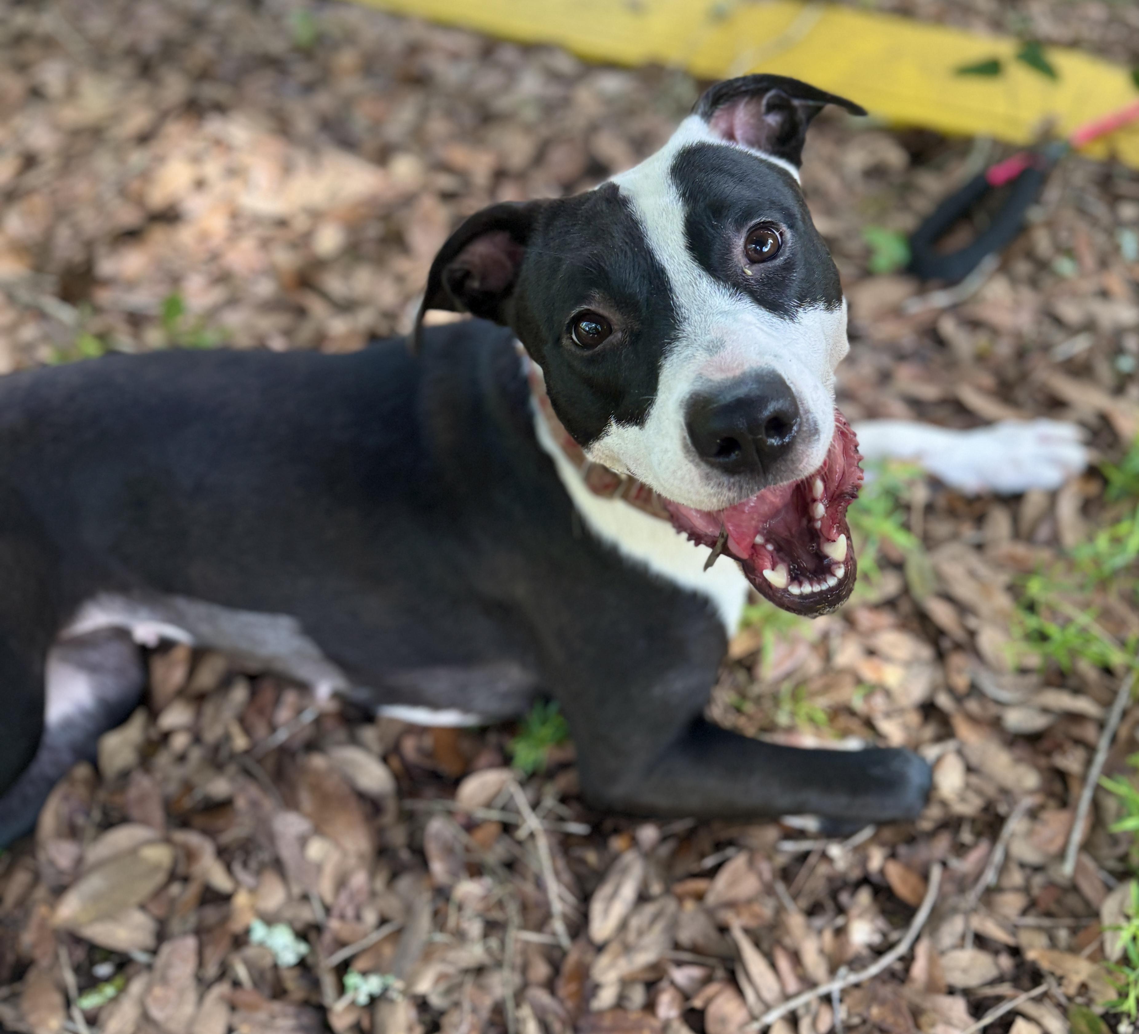 Queen Latifah, a ADOPTABLE mixed breed in Deltona, FL image 1/6