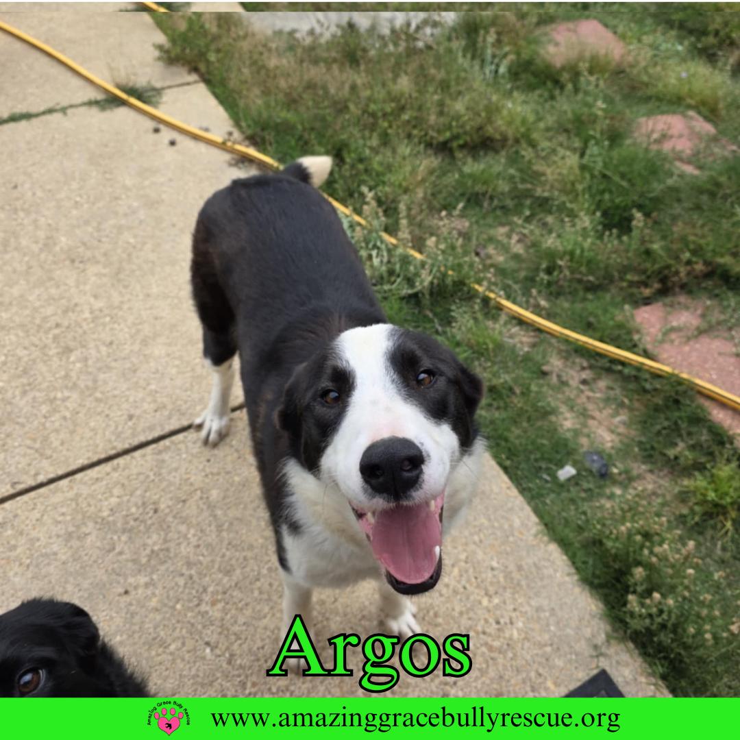 Argos, Adoptable, Young Male Border Collie & Labrador Retriever.