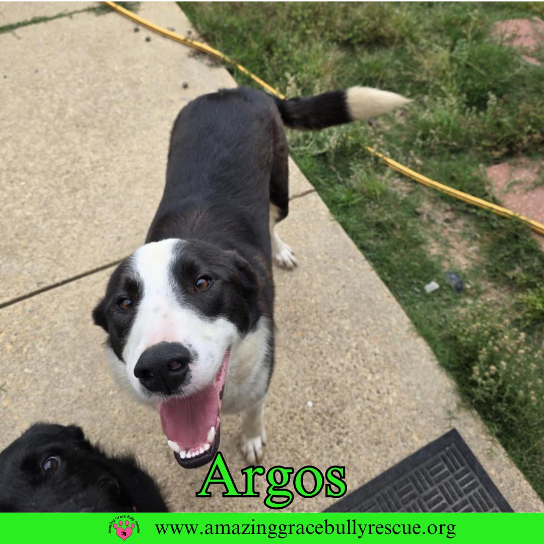 Argos, a Adoptable mixed breed in Pensacola, FL image 2/3