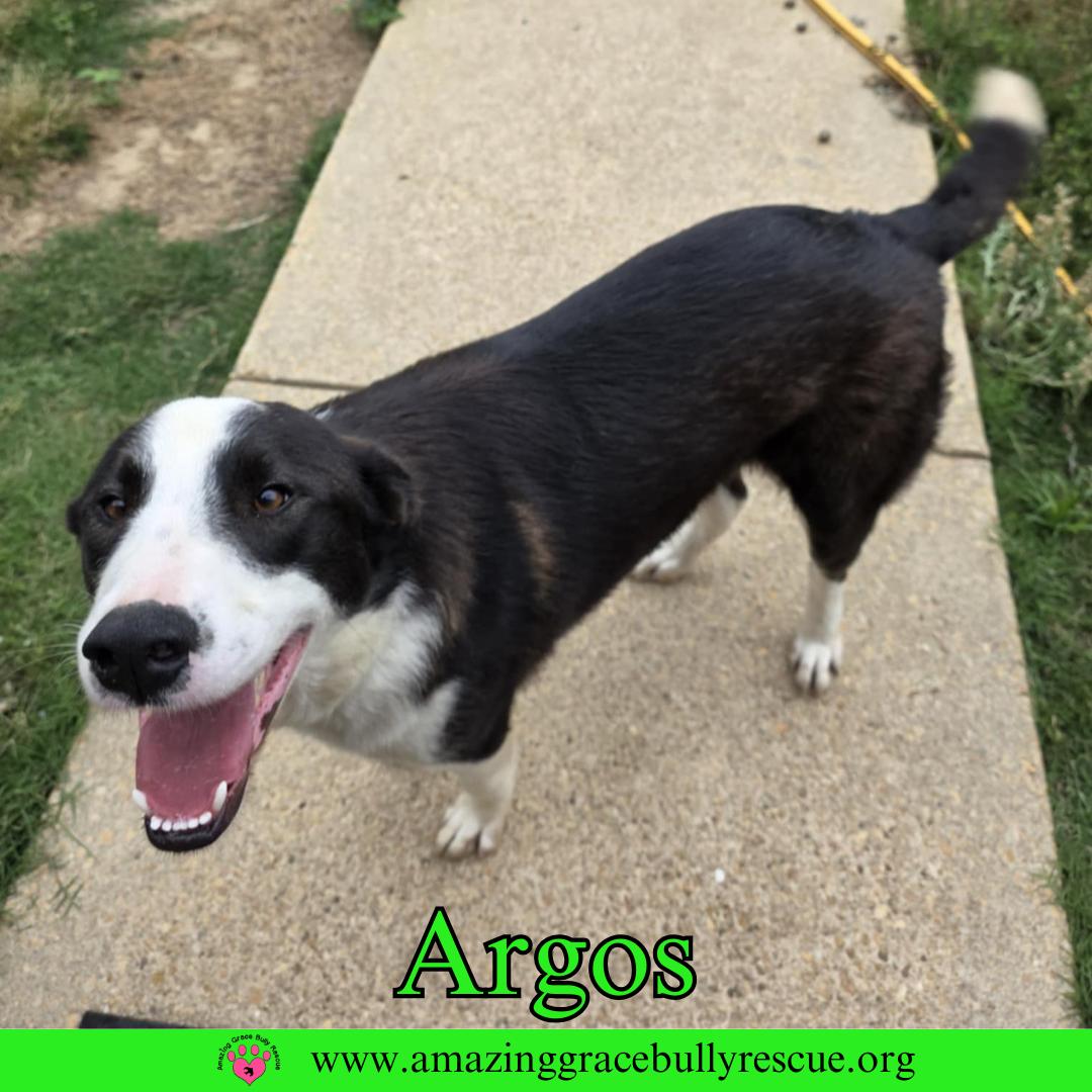 Argos, a Adoptable mixed breed in Pensacola, FL image 3/3