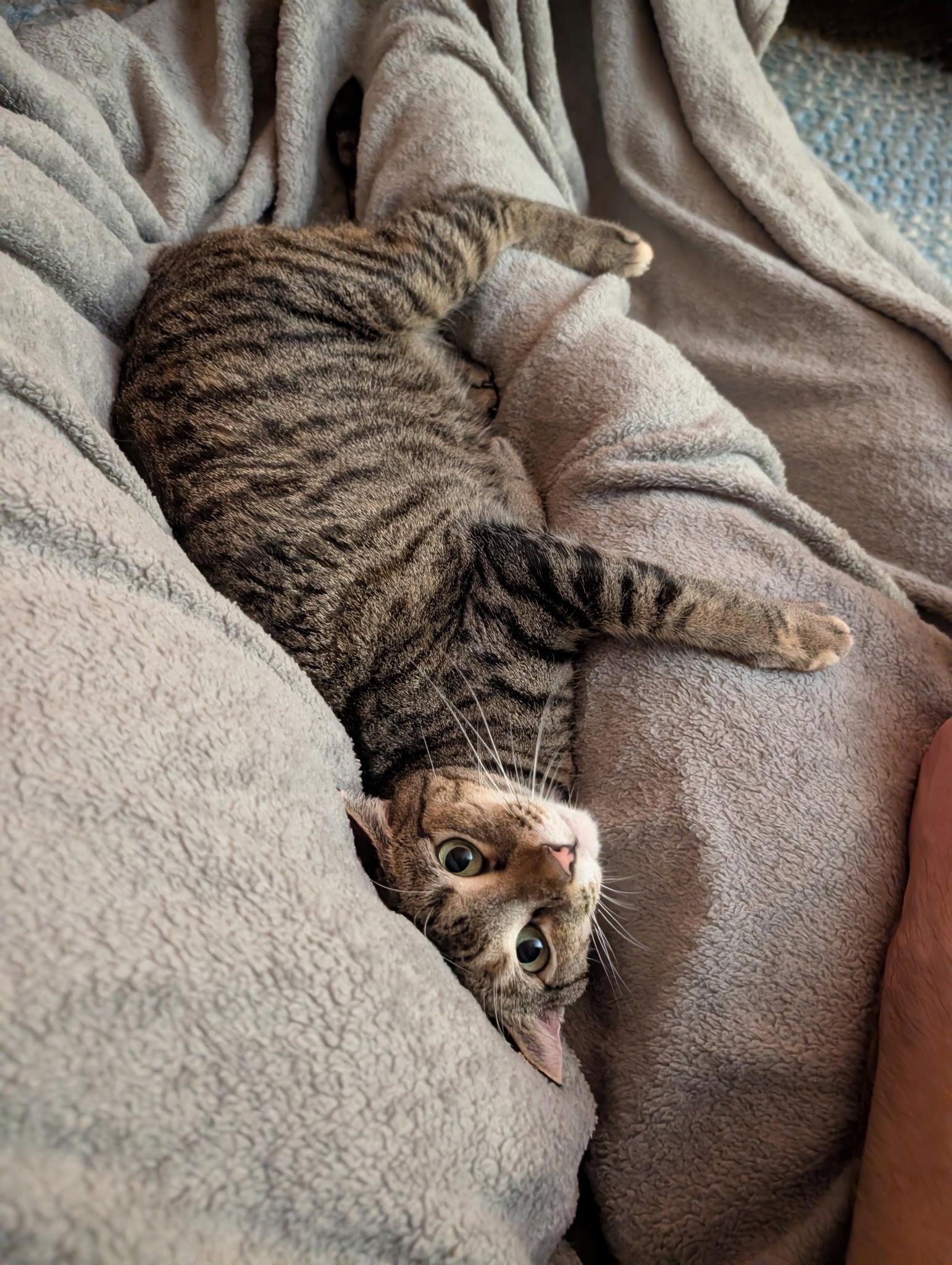 Tilly, Adoptable, Adult Female Domestic Short Hair.