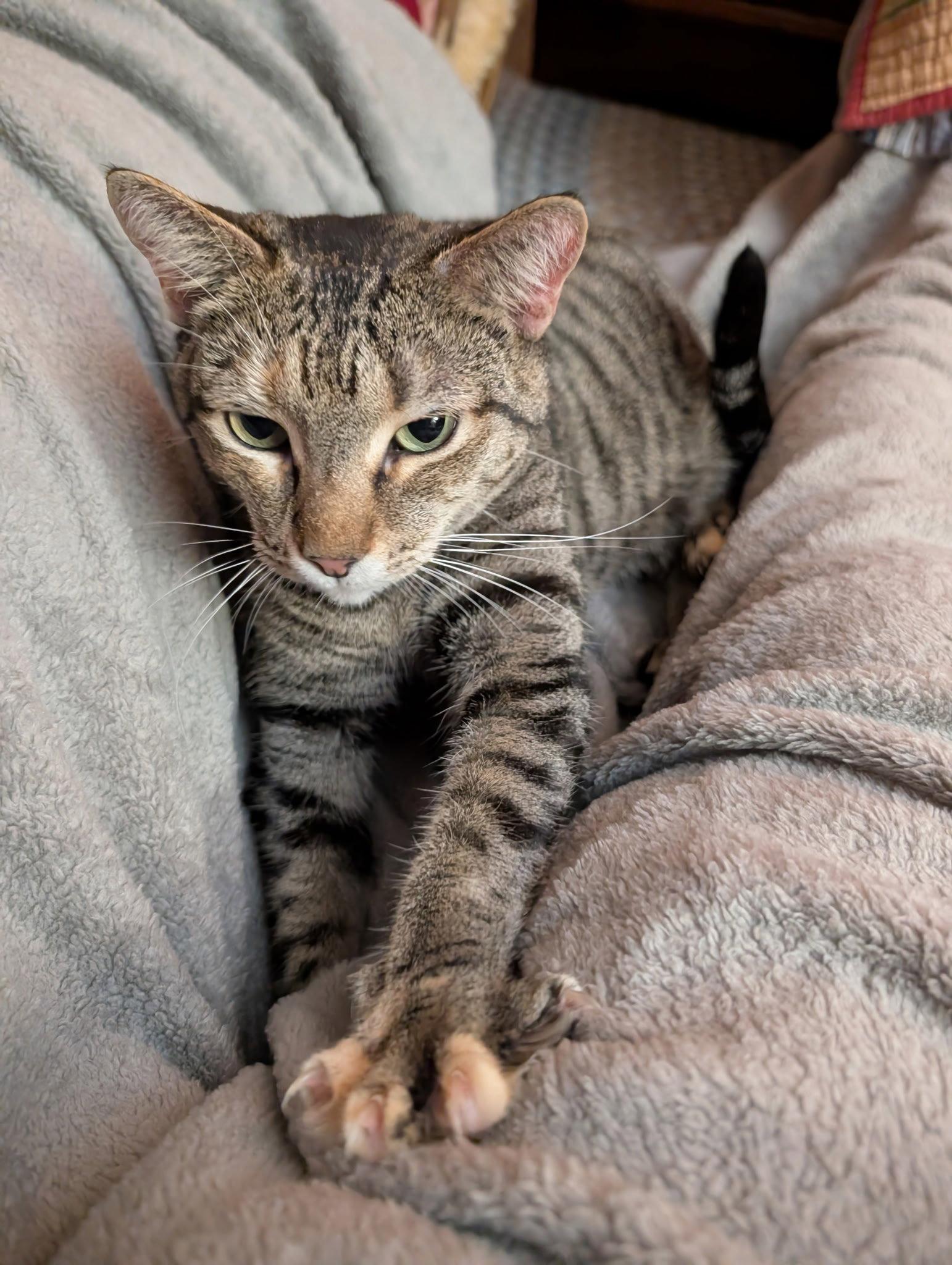 Enlarge Tilly, a Adoptable Domestic Short Hair in East Derry, NH image 2/3