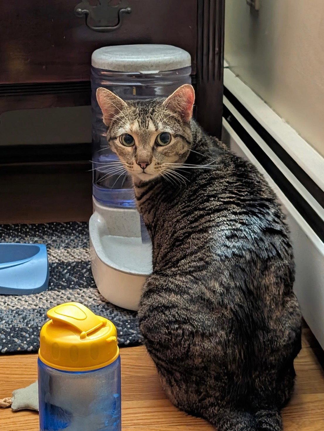 Enlarge Tilly, a Adoptable Domestic Short Hair in East Derry, NH image 3/3