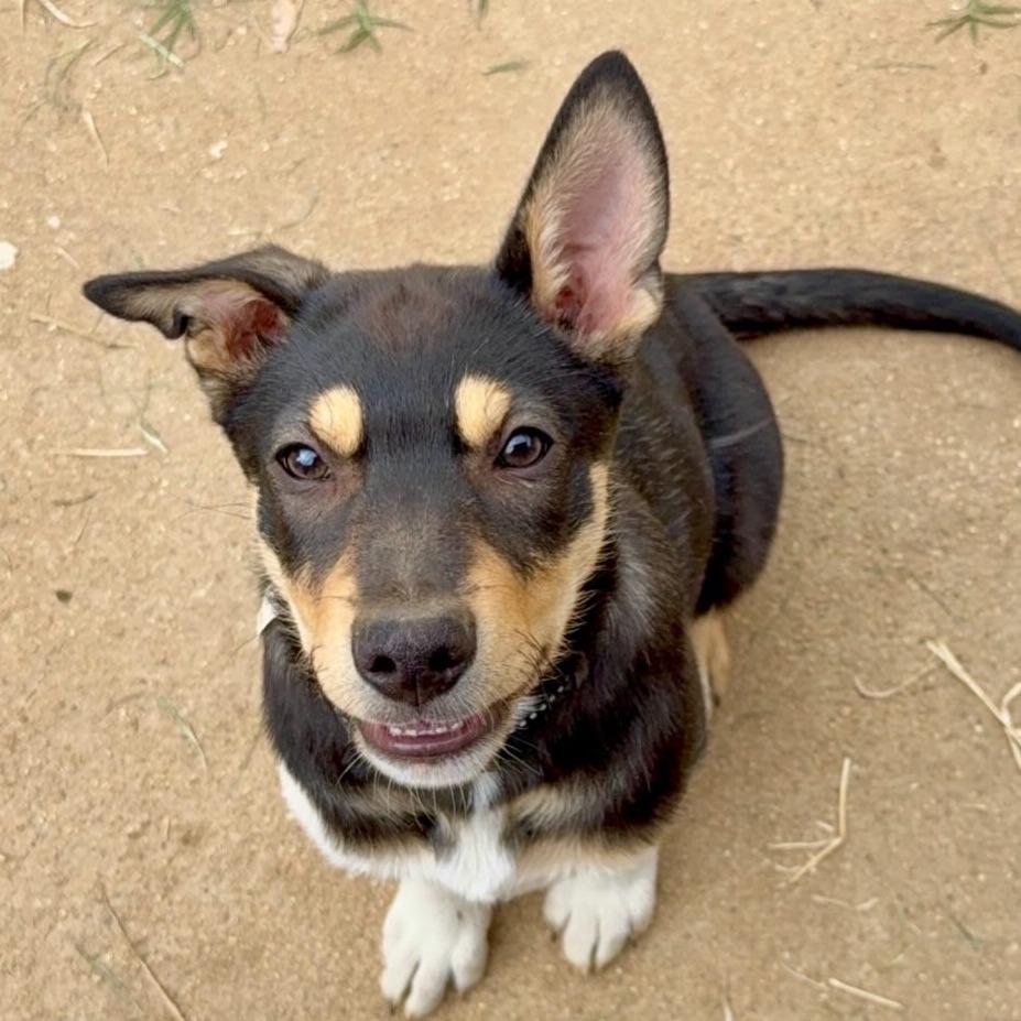 Stormie, Adoptable, Young Female German Shepherd Dog.