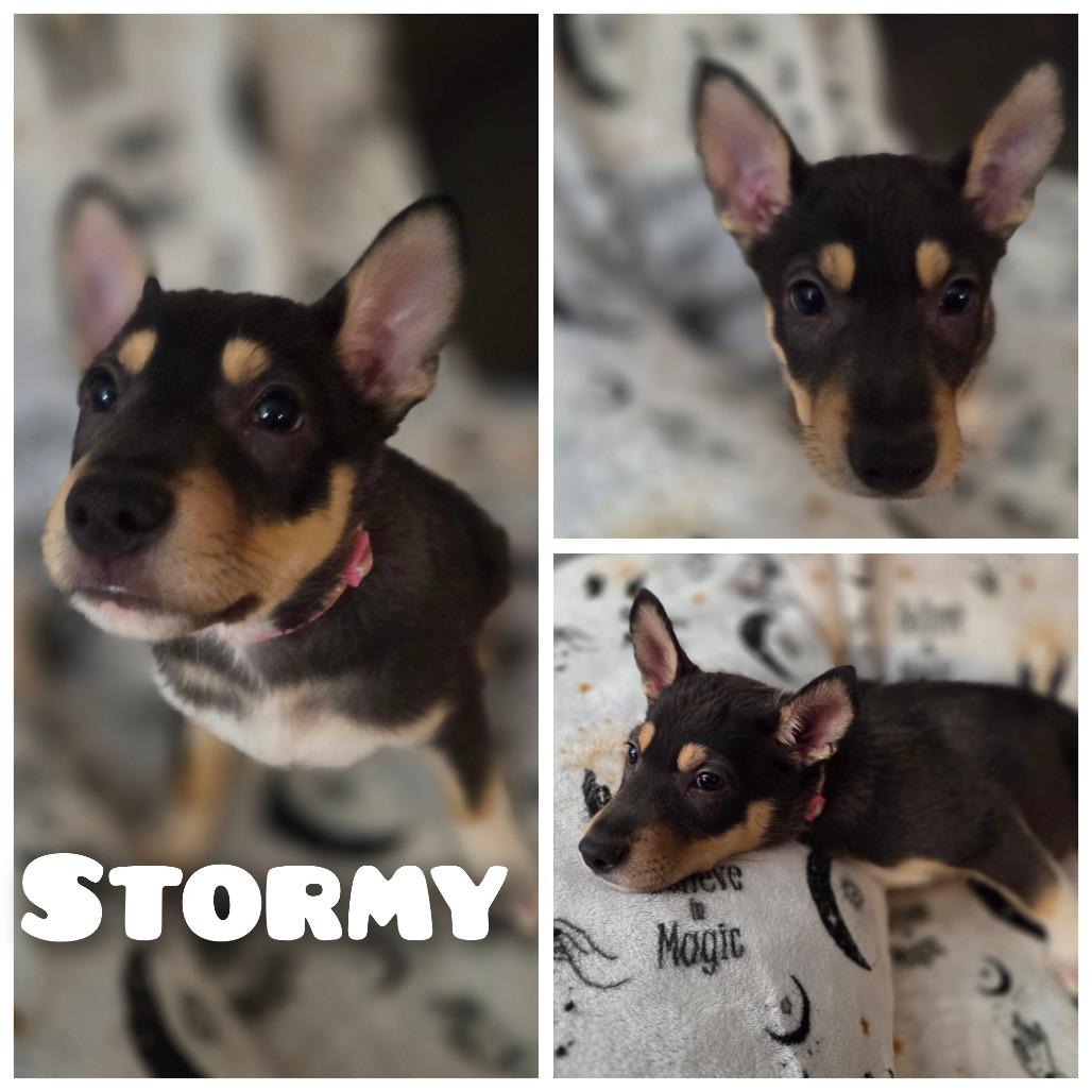Stormy, Adoptable, Puppy Female German Shepherd Dog.