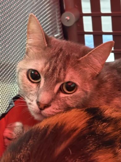 Enlarge CHESHIRE, a Adoptable Domestic Short Hair in Chatsworth, CA image 1/1