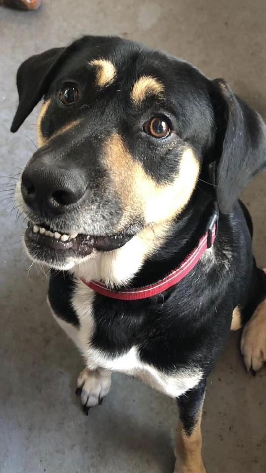 Cody, a Adoptable mixed breed in Pompano Beach, FL image 1/3