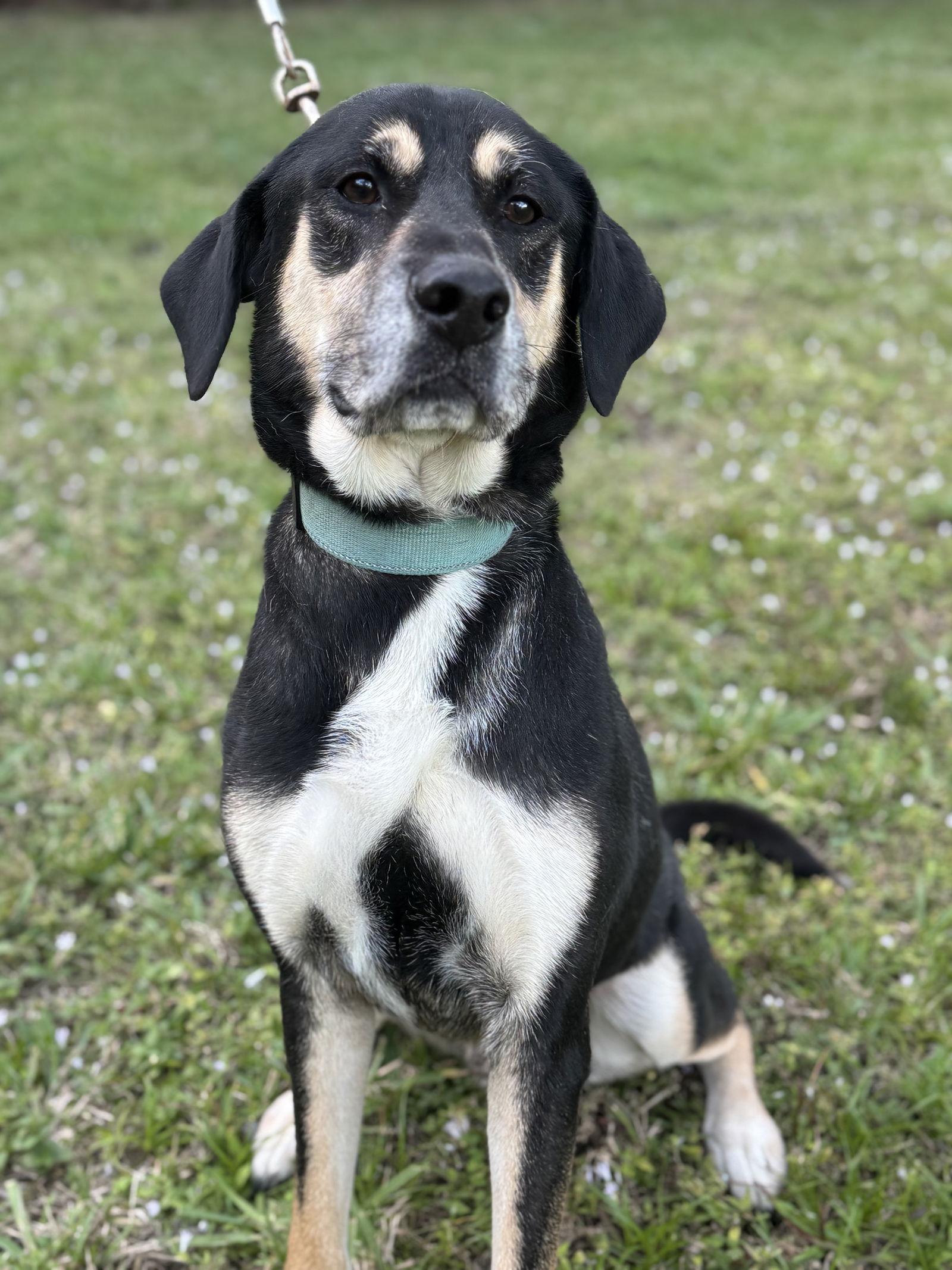 Cody, a Adoptable mixed breed in Pompano Beach, FL image 2/3