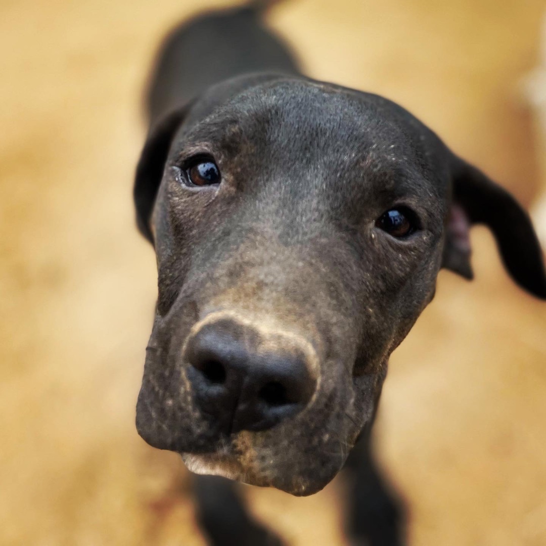 Leonardo, a Adoptable mixed breed in La Mision, BCN image 1/15