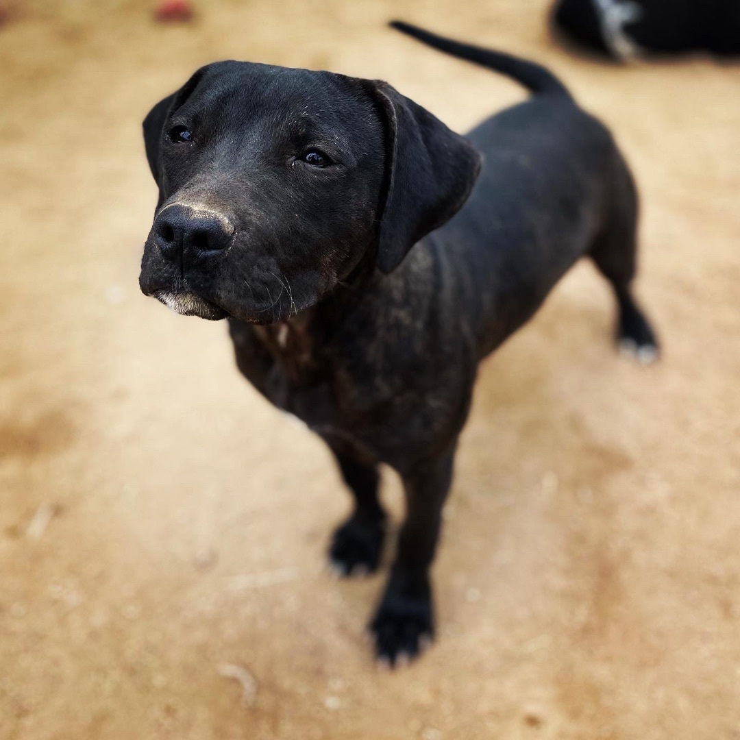 Leonardo, a Adoptable mixed breed in La Mision, BCN image 2/15