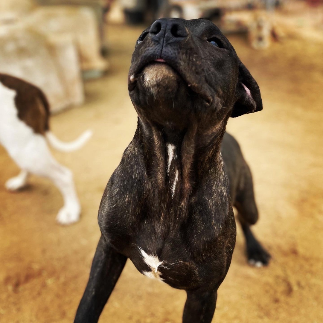 Leonardo, Adoptable, Young Male Pit Bull Terrier & Black Labrador Retriever.