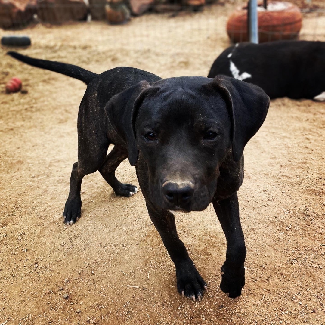 Leonardo, a Adoptable mixed breed in La Mision, BCN image 4/15