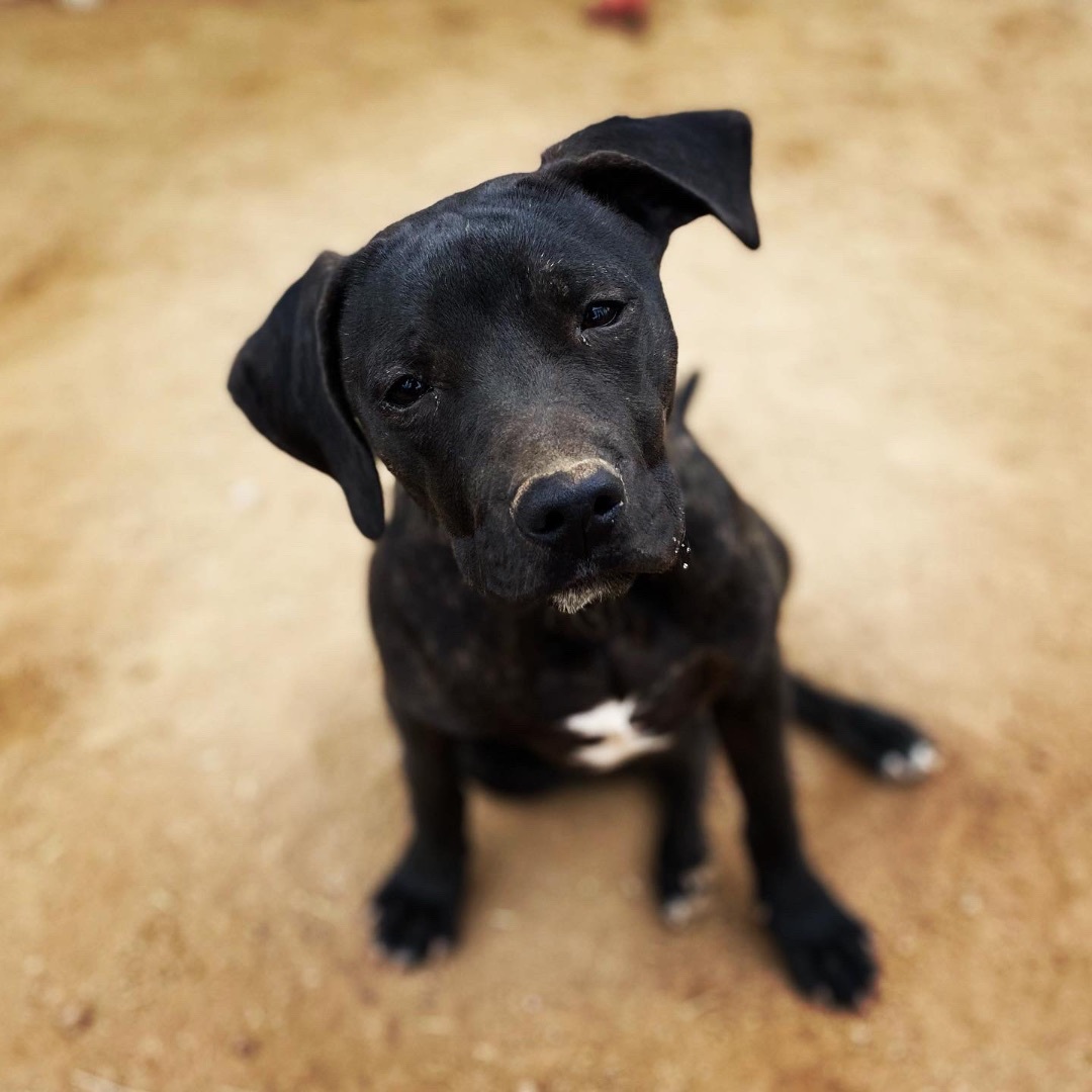 Leonardo, a Adoptable mixed breed in La Mision, BCN image 5/15