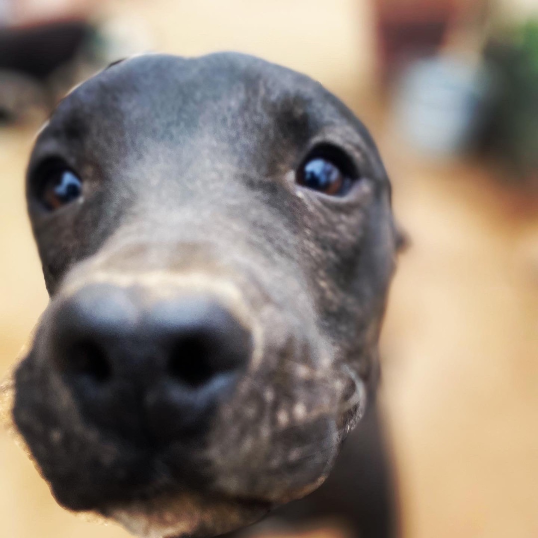 Leonardo, a Adoptable mixed breed in La Mision, BCN image 6/15