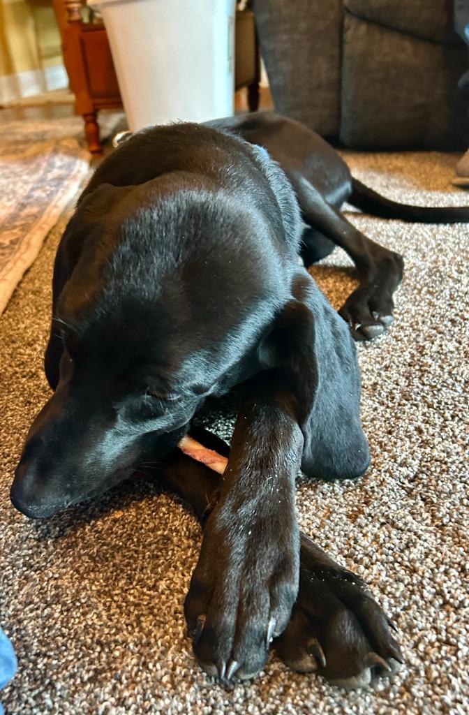 Enlarge Thunder, a Adoptable mixed breed in Effingham, IL image 1/3