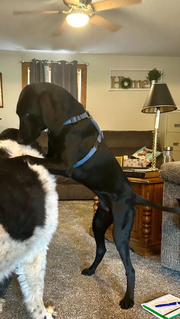 Enlarge Thunder, a Adoptable mixed breed in Effingham, IL image 3/3