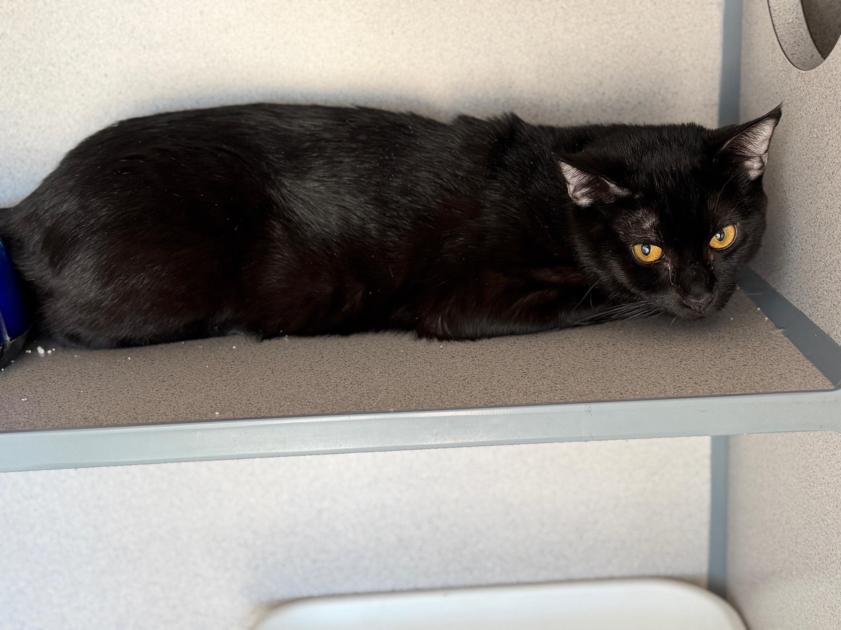 Koda, ADOPTABLE, Young Male Domestic Short Hair.